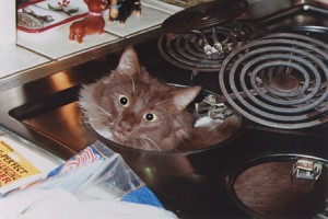 Fridgie FryPan checking out the stove.