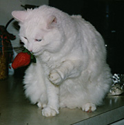 Winfield playing with a strawberry