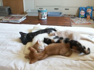 Kittens waiting for a home