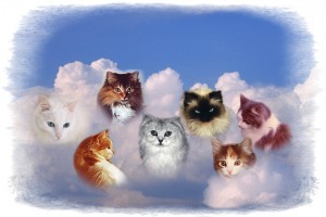cats-in-clouds Heavenly Cats