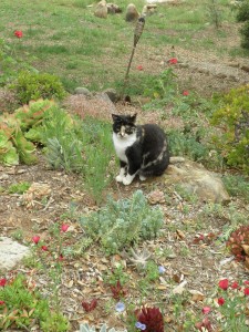 Neighborhood Garden Cat