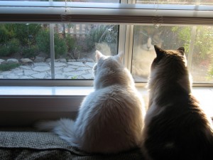 The boys checking out a bunny--on Christmas