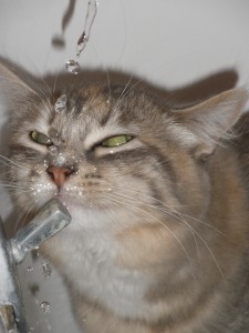 Cats don't like water.