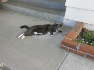 The cat that inspired the book