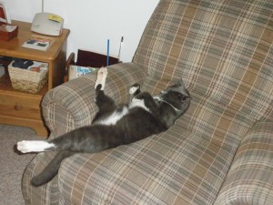 spawnsmokey-003 The cat that inspired the book series