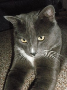 009 Smokey aka Rags the Klepto Cat