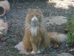 George wants to know more about the Klepto Cat