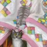 uccat-cover-pastel
