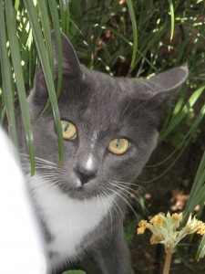 Smokey, AKA the Klepto Cat