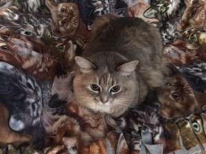 lilycatblanket