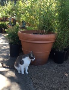 Cat in Cat Nursery