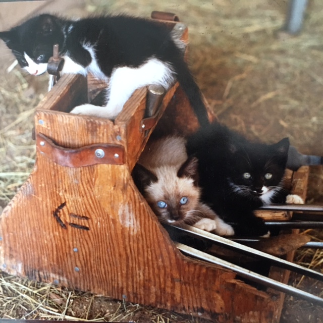 Thoughts for Thursday The Danger of the Recliner Chair for Kittens