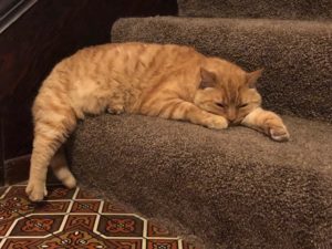 Wild (and Sometimes Crazy) Wednesday – More About the Ginger Cat | Catscapades