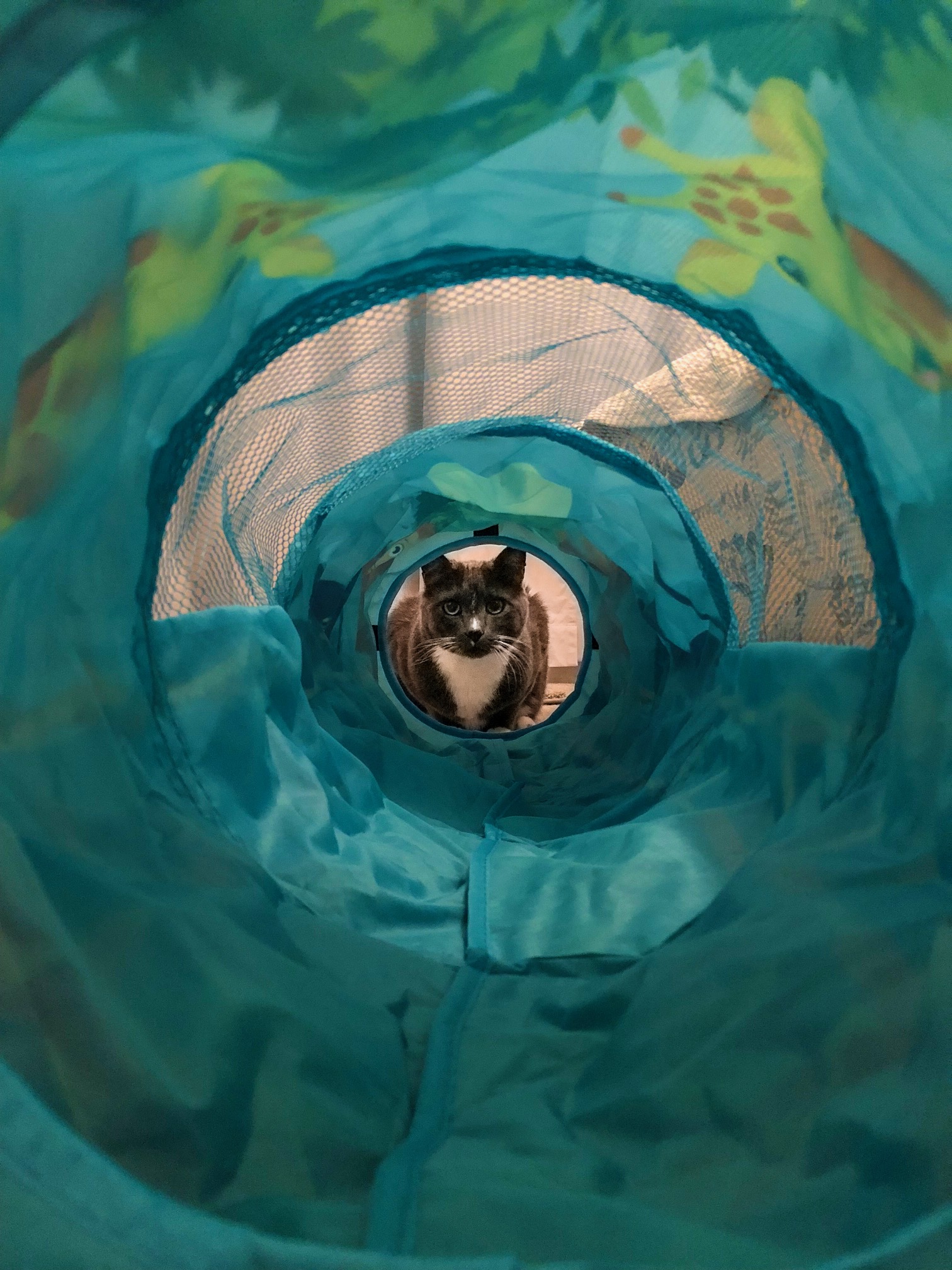 Feline Fun Friday Christmas Gifts For Cats Catscapades feline-fun-friday-christmas-gifts-for-cats-catscapades