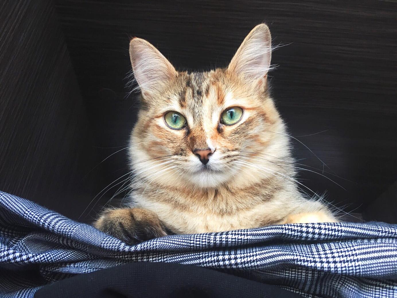 Meowy Monday Does My Cat Have Dementia? Catscapades