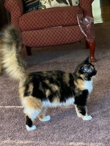 Cat body sales types