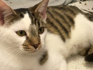 Cat café - Wikipedia