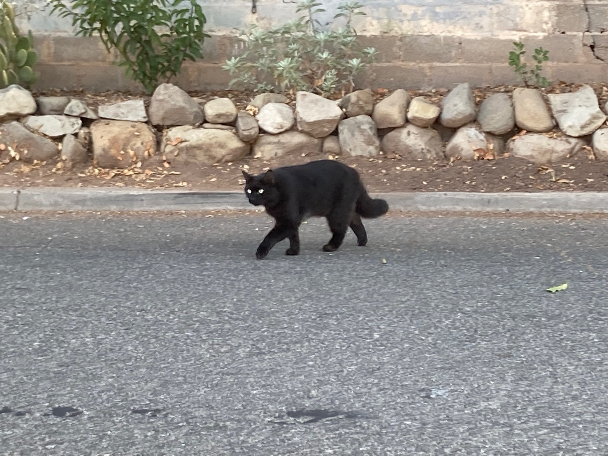 Paws Up For Wednesday – Black Cat Appreciation Day–Famous Black Cats ...